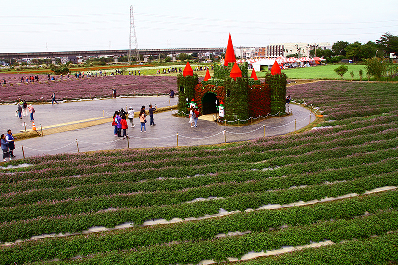 2019仙草花節 花漾楊梅 2019仙草花節 花漾楊梅