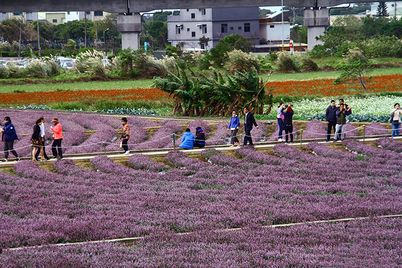 2019仙草花節 花漾楊梅 2019仙草花節 花漾楊梅