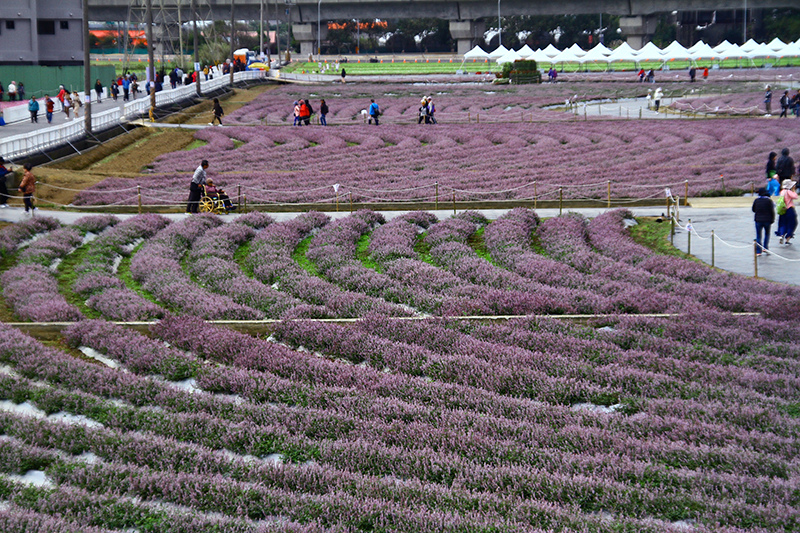 2019仙草花節 花漾楊梅 2019仙草花節 花漾楊梅