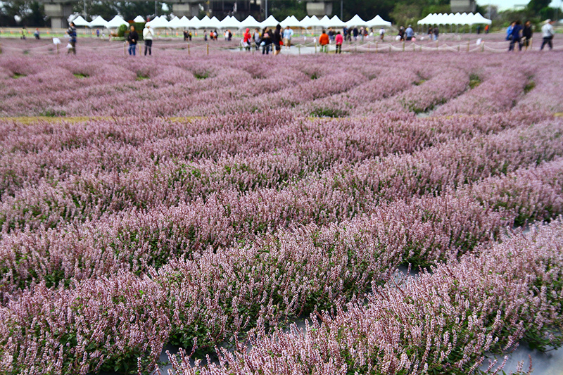 2019仙草花節 花漾楊梅 2019仙草花節 花漾楊梅