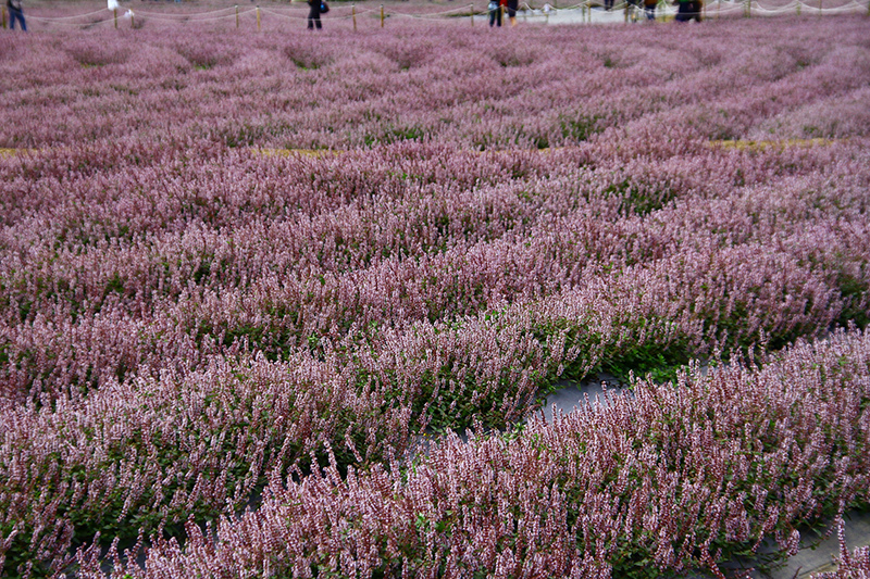 2019仙草花節 花漾楊梅 2019仙草花節 花漾楊梅