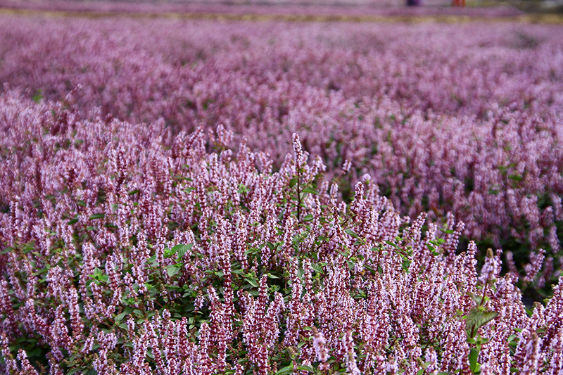 2019仙草花節 花漾楊梅 2019仙草花節 花漾楊梅