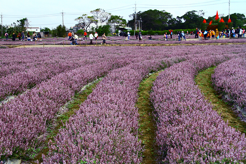 2019仙草花節 花漾楊梅 2019仙草花節 花漾楊梅