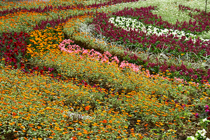 2019仙草花節 花漾楊梅 2019仙草花節 花漾楊梅