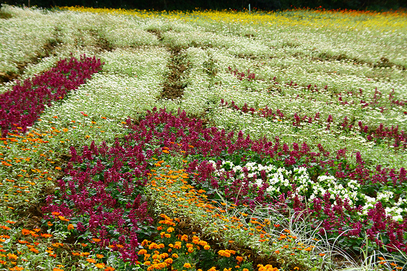 2019仙草花節 花漾楊梅 2019仙草花節 花漾楊梅
