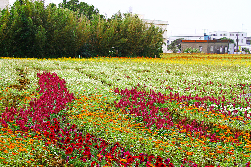 2019仙草花節 花漾楊梅 2019仙草花節 花漾楊梅