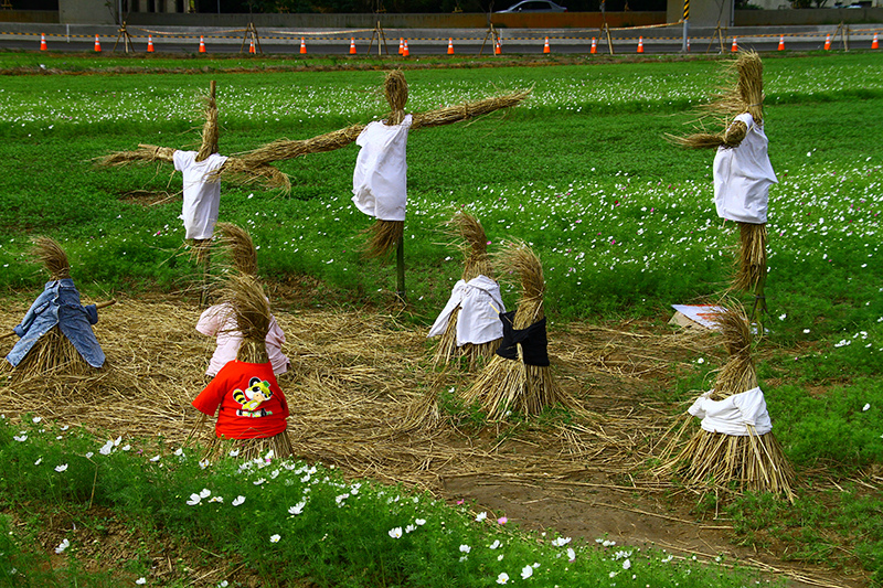 2019仙草花節 花漾楊梅 2019仙草花節 花漾楊梅