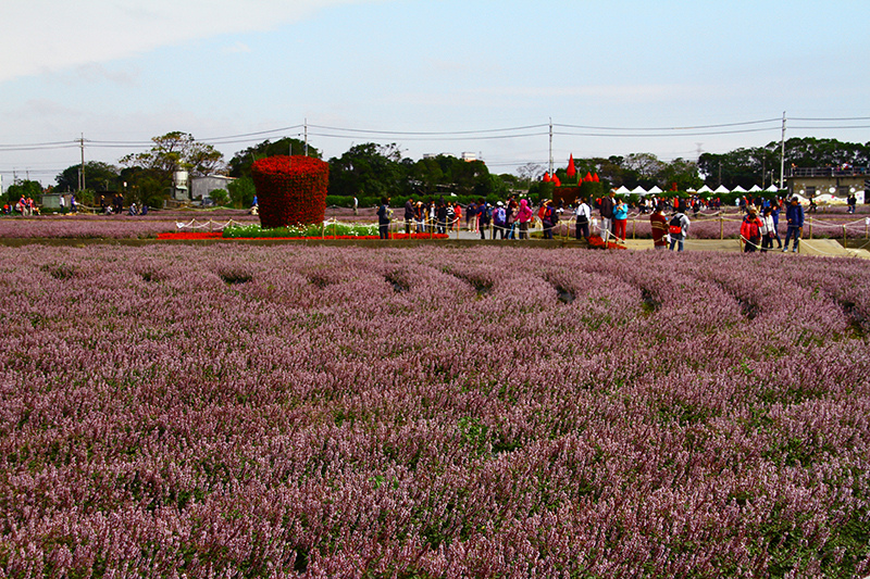 2019仙草花節 花漾楊梅 2019仙草花節 花漾楊梅