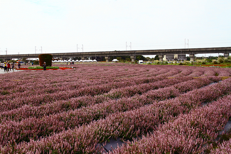 2019仙草花節 花漾楊梅 2019仙草花節 花漾楊梅
