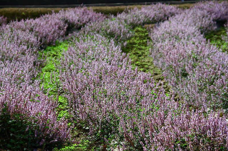 2019仙草花節 花漾楊梅 2019仙草花節 花漾楊梅
