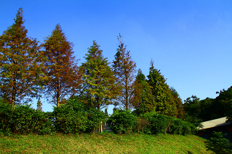 IMG_5235.JPG IMG_5235.JPG