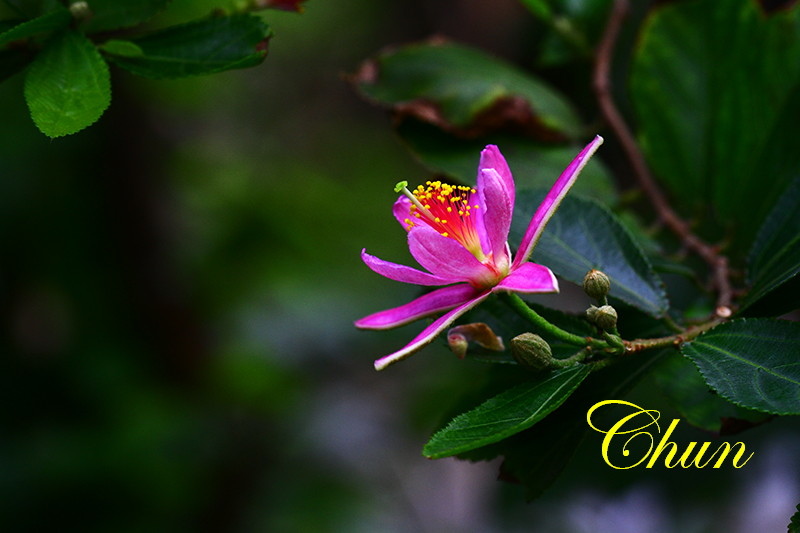 紫花捕魚木 紫花捕魚木