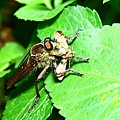 IMG_9111.JPG