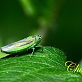 IMG_9275.JPG