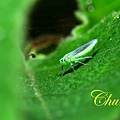 IMG_9246.JPG