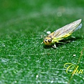 IMG_9241.JPG