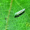 IMG_9244.JPG