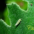 IMG_9253.JPG