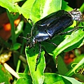 IMG_7268.JPG