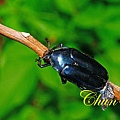 IMG_7277.JPG