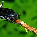 IMG_7289.JPG