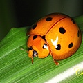 IMG_1158.JPG