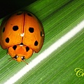 IMG_1157.JPG