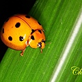 IMG_1161.JPG