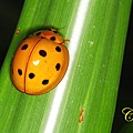 IMG_1162.JPG
