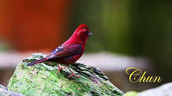 酒紅朱雀 雌雄 老劉的聊天室 痞客邦