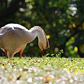 IMG_0468.JPG