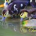 IMG_0494.JPG