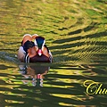 IMG_0171.JPG
