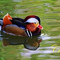 IMG_0181.JPG
