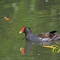 IMG_0507.JPG
