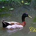 IMG_9711.JPG