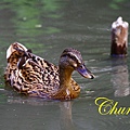 IMG_9712.JPG