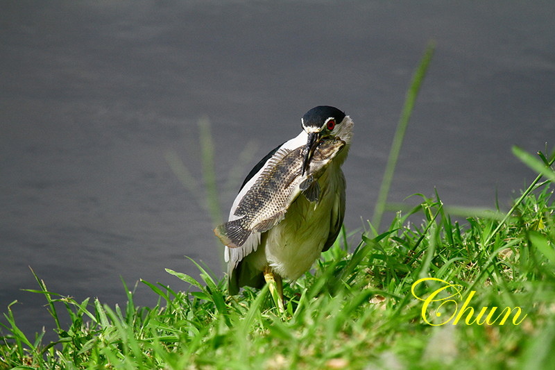 捕食趣記