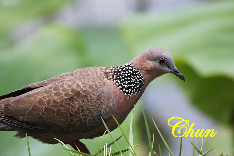 64+ 图片 斑鳩 新的 64 珠頸斑鳩@ 老劉的聊天室:: 痞客邦::