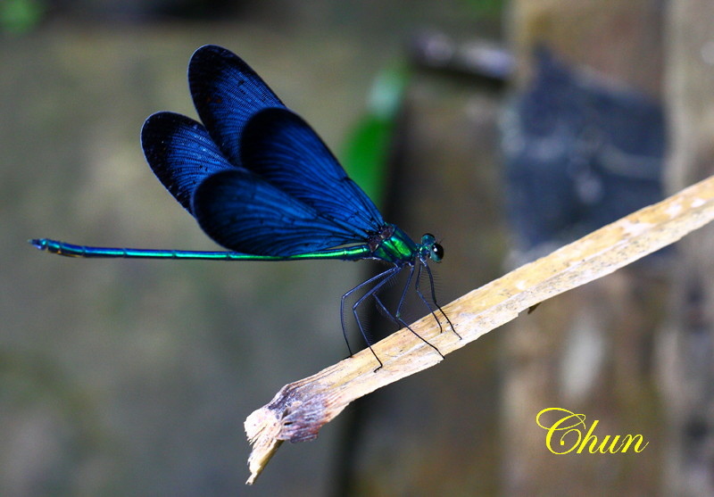 昆蟲學名冠上白痣的由來 白痣珈蟌、白痣廣翅蠟蟬 昆蟲學名冠上白痣的由來 白痣珈蟌、白痣廣翅蠟蟬