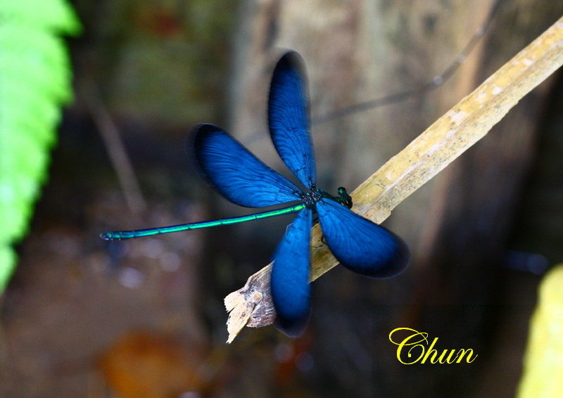 昆蟲學名冠上白痣的由來 白痣珈蟌、白痣廣翅蠟蟬 昆蟲學名冠上白痣的由來 白痣珈蟌、白痣廣翅蠟蟬