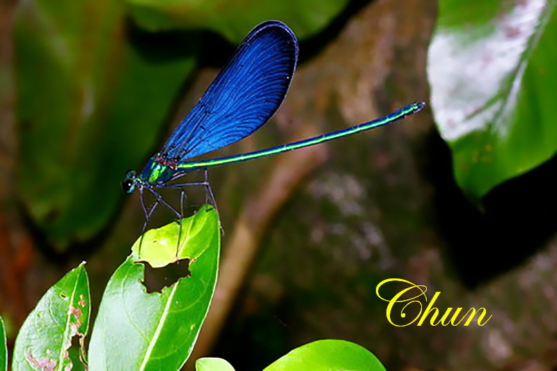 昆蟲學名冠上白痣的由來 白痣珈蟌、白痣廣翅蠟蟬 昆蟲學名冠上白痣的由來 白痣珈蟌、白痣廣翅蠟蟬