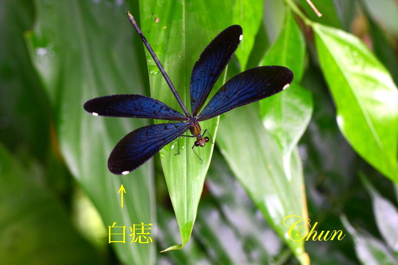 昆蟲學名冠上白痣的由來 白痣珈蟌、白痣廣翅蠟蟬 昆蟲學名冠上白痣的由來 白痣珈蟌、白痣廣翅蠟蟬