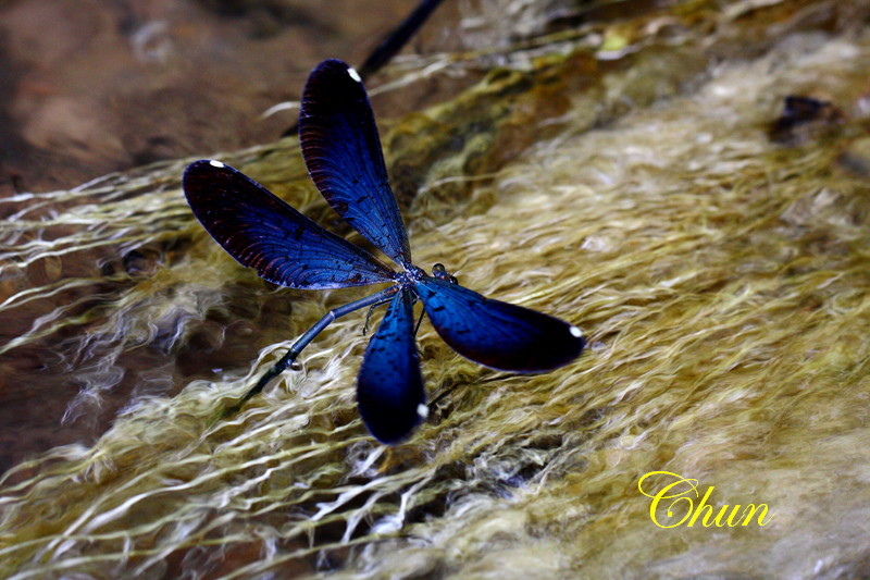 昆蟲學名冠上白痣的由來 白痣珈蟌、白痣廣翅蠟蟬 昆蟲學名冠上白痣的由來 白痣珈蟌、白痣廣翅蠟蟬