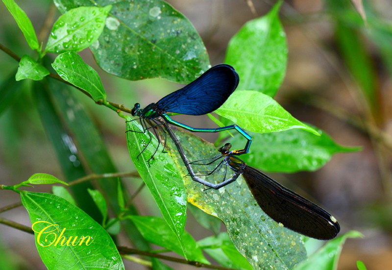 昆蟲學名冠上白痣的由來 白痣珈蟌、白痣廣翅蠟蟬 昆蟲學名冠上白痣的由來 白痣珈蟌、白痣廣翅蠟蟬