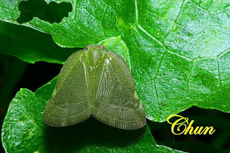 昆蟲學名冠上白痣的由來 白痣珈蟌、白痣廣翅蠟蟬 昆蟲學名冠上白痣的由來 白痣珈蟌、白痣廣翅蠟蟬