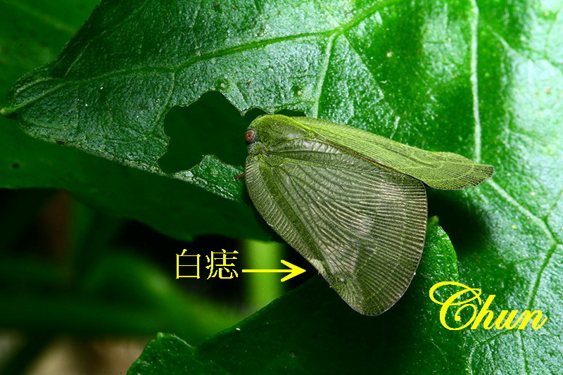 昆蟲學名冠上白痣的由來 白痣珈蟌、白痣廣翅蠟蟬 昆蟲學名冠上白痣的由來 白痣珈蟌、白痣廣翅蠟蟬
