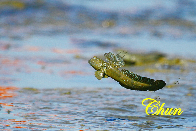 泥灘上的舞者  彈塗魚