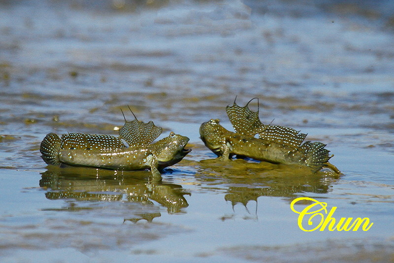 泥灘上的舞者  彈塗魚