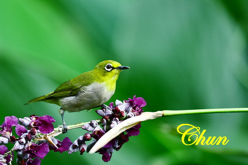 花鳥圖 水竹芋、綠繡眼、白頭翁